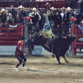 RODEO V JACKSON  HOLE | fotografie