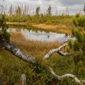 Rokytská (Weitfällerská) slať | fotografie