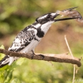 Rybařík jižní (Ceryle rudis) | fotografie