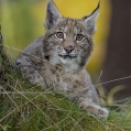 Rys ostrovid , Lynx lynx | fotografie