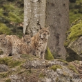 Rys ostrovid , Lynx lynx | fotografie