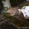 Rys ostrovid , Lynx lynx | fotografie