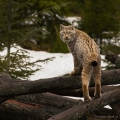 Rys ostrovid , Lynx lynx | fotografie