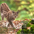 Rys ostrovid (Lynx lynx) | fotografie