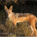 Šakal čabrakový (Canis mesomelas) | fotografie