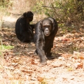 Šimpanz učenlivý (Pan troglodytes) | fotografie