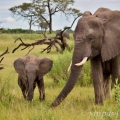 Slon africký (Loxodonta africana) | fotografie