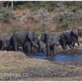 Slon africký (Loxodonta africana) | fotografie