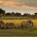 Slon africký (Loxodonta africana) | fotografie