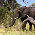 Slon africký (Loxodonta africana) | fotografie