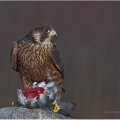 Sokol stěhovavý (Falco peregrinus) | fotografie