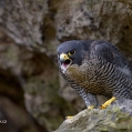 Sokol stěhovavý (Falco peregrinus) | fotografie