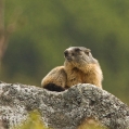 Svišť horský, svišť alpský (Marmota marmota) | fotografie