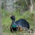 Tetřev hlušec (Tetrao urogallus) | fotografie