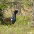 Tetřev hlušec (Tetrao urogallus) | fotografie