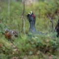 Tetřev hlušec (Tetrao urogallus) | fotografie