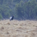 Tetřívek obecný (Tetrao tetrix) | fotografie