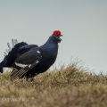 Tetřívek obecný (Tetrao tetrix) | fotografie