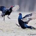 Tetřívek obecný (Tetrao tetrix) | fotografie