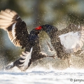 Tetřívek obecný (Tetrao tetrix) | fotografie