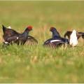 Tetřívek obecný (Tetrao tetrix) | fotografie