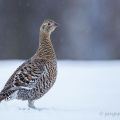 Tetřívek obecný (Tetrao tetrix) , samička | fotografie