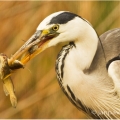 Tři v jednom ….,  Volavka popelavá (Ardea cinerea) | fotografie