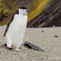 Tučňák uzdičkový (Pygoscelis antarctica) | fotografie