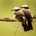 Ťuhýk korunkatý (Eurocephalus rueppelli) | fotografie