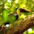 Tukan hnědohřbetý (Ramphastos swainsonii) | fotografie