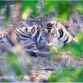 Tygr bengálský (Panthera tigris tigris) - ČLÁNEK V BLOGU | fotografie