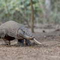 Varan komodský (Varanus komodoensis) | fotografie