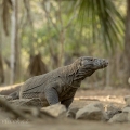 Varan komodský (Varanus komodoensis) | fotografie