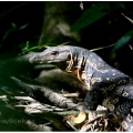 Varan skvrnitý (Varanus salvator) | fotografie