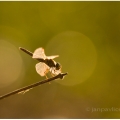 Vážka (Odonata) | fotografie