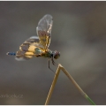 Vážka (Odonata) | fotografie