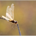 Vážka (Odonata) | fotografie