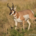 Vidloroh americký (Antilocapra americana) | fotografie