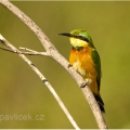 Vlha modrolící (Merops persicus) | fotografie