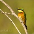 Vlha modrolící (Merops persicus) | fotografie