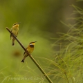 Vlha modroprsá (Merops variegatus) | fotografie