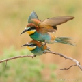 Vlha pestrá, páření (Merops apiaster) | fotografie