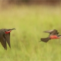 Vlha rudobřichá (Merops malimbicus) | fotografie