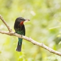 Vlha sametová (Merops gularis) | fotografie