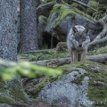 Vlk eurasijský (Canis lupus) | fotografie