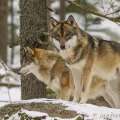 Vlk eurasijský (Canis lupus) | fotografie