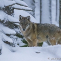 Vlk eurasijský (Canis lupus) | fotografie