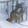 Vlk eurasijský (Canis lupus) | fotografie