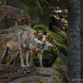 Vlk eurasijský (Canis lupus) | fotografie