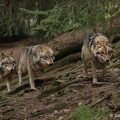 Vlk eurasijský (Canis lupus) | fotografie